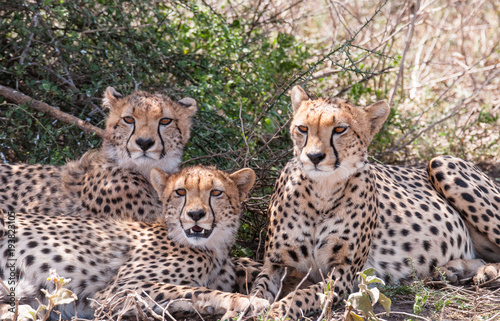 Cheetahs in Serengeti National Park in Tanzania