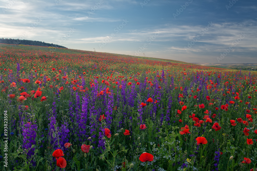 field of flowering poppies in the Crimea. Landscape at sunset of the day