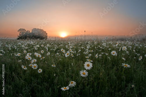 beautiful landscape, morning mist, dawn on a chamomile field in the mountains