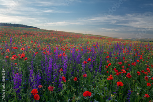 Fototapeta Naklejka Na Ścianę i Meble -  field of flowering poppies in the Crimea. Landscape at sunset of the day