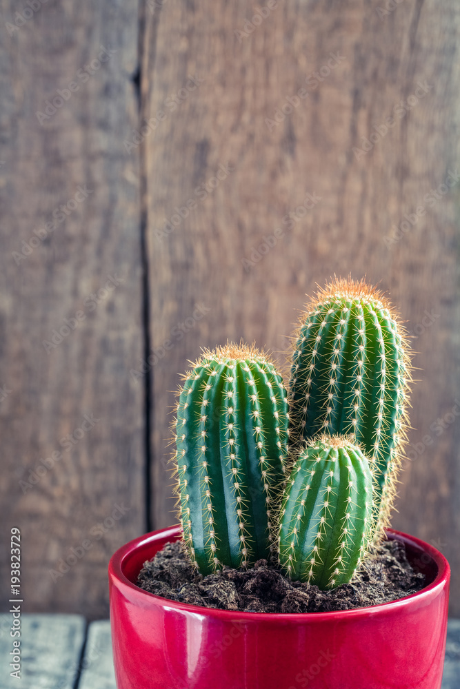Green Cactus in the red pot on rustic wooden background. Toned vintage.