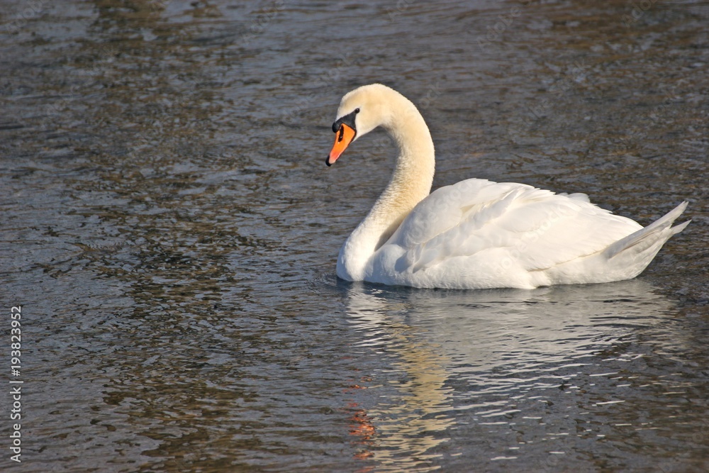 Höckerschwan (Cygnus olor) auf der Eder Höckerschwan (Cygnus olor) auf der Eder