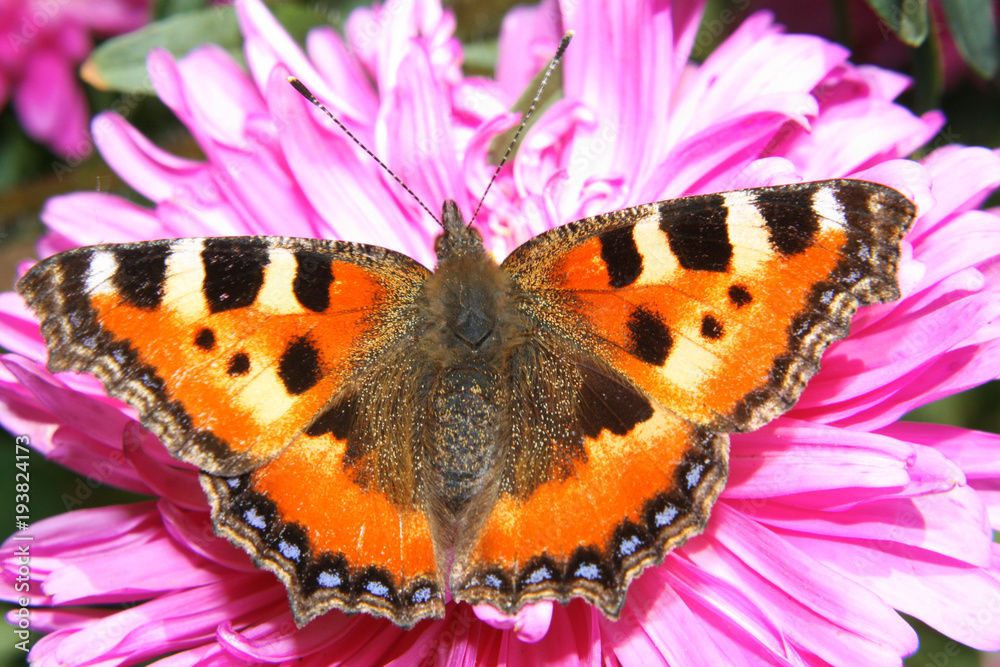 beautiful butterfly sitting on a flower. beautiful butterfly sitting on a flower.