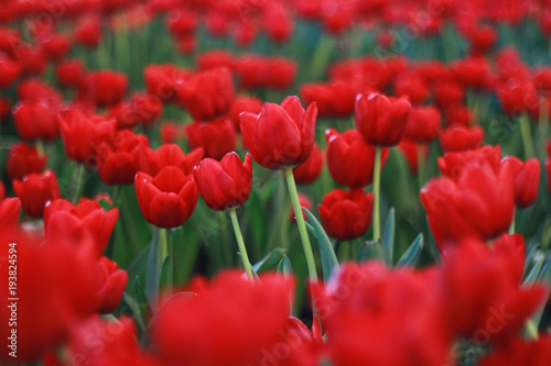 red tulips flowers garden