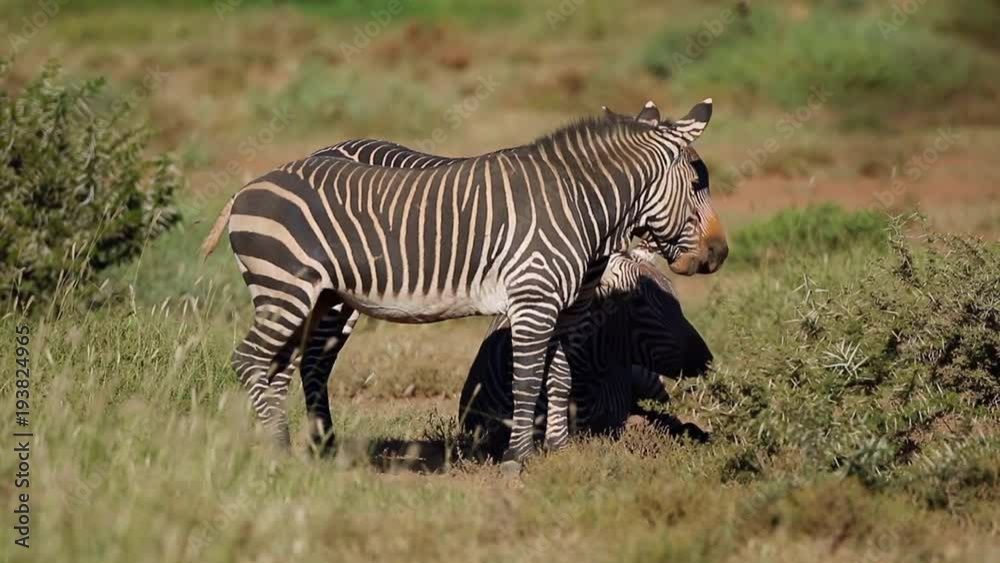 Family group of Cape mountain zebras (Equus zebra), Mountain Zebra National Park, South Africa Family group of Cape mountain zebras (Equus zebra), Mountain Zebra National Park, South Africa