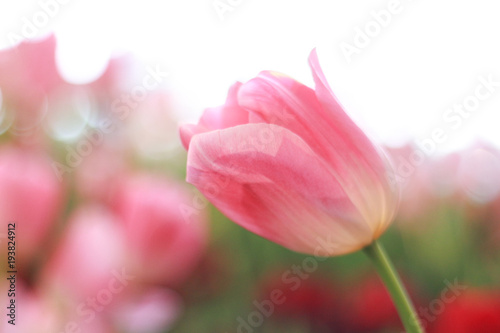 pink tulip flower in garden