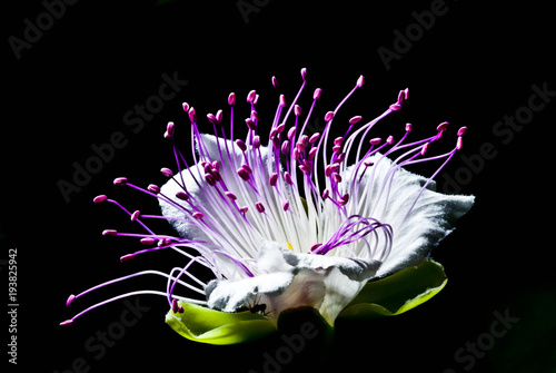 fiori capperi
