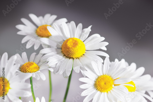 Chamomile among flowers