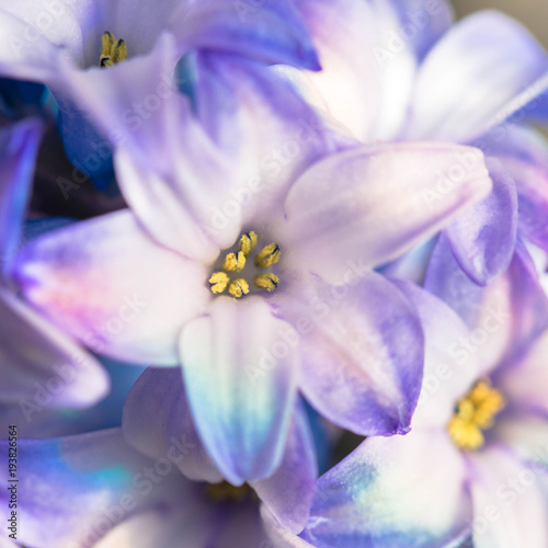 Macro shot of a flower. Blooming hyacinth close-up. © Vitalinka