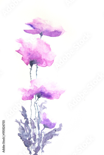 Purple poppy flowers on white background, watercolor hand painted on paper