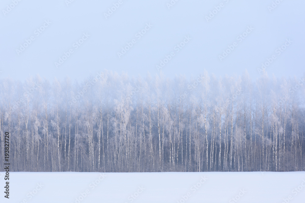 Winter landscape. Snow field and birch trees in morning haze and hoarfrost Winter landscape. Snow field and birch trees in morning haze and hoarfrost