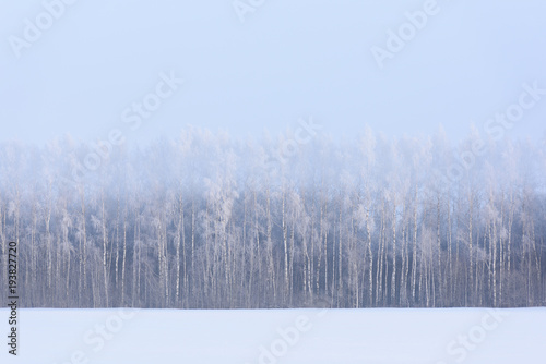 Winter landscape. Snow field and birch trees in morning haze and hoarfrost