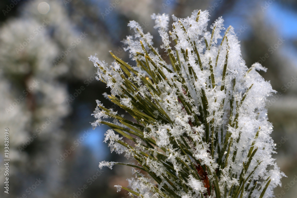 snowflake macro on the needles of pine snowflake macro on the needles of pine