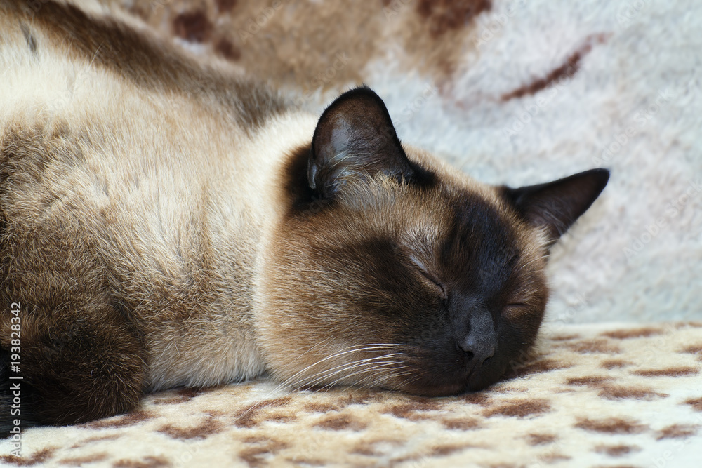 A beautiful Siamese cat is sleeping on the couch. Focus concept.