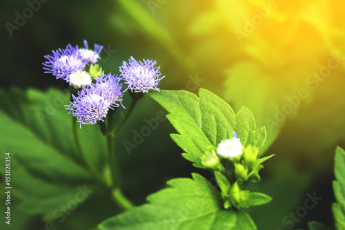 Beautiful defocus blur retro background with purple wild flowers at sunset. Floral art design in retro style.