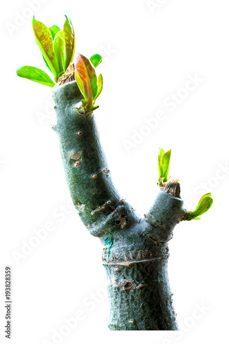 The first spring gentle leaves, First sprout on tree branch. New young green shoot of tree plant closeup foreground in the spring on white background. With clipping path.