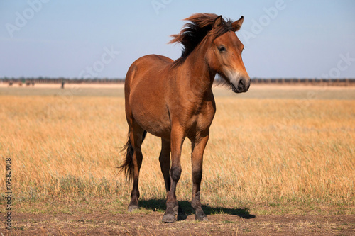 Red horse with long mane