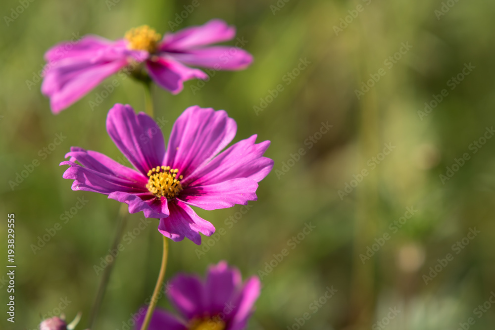 Cosmos flower in garden. Cosmos flower in garden.