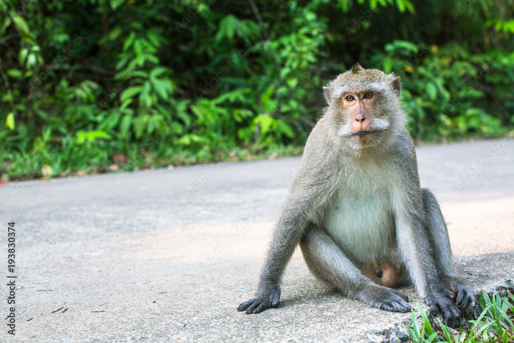 Monkey sitting on a road. Travel in the Southeast Asia.