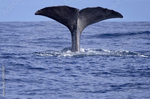 Sperm whale tail flukes in Pico, Azores 