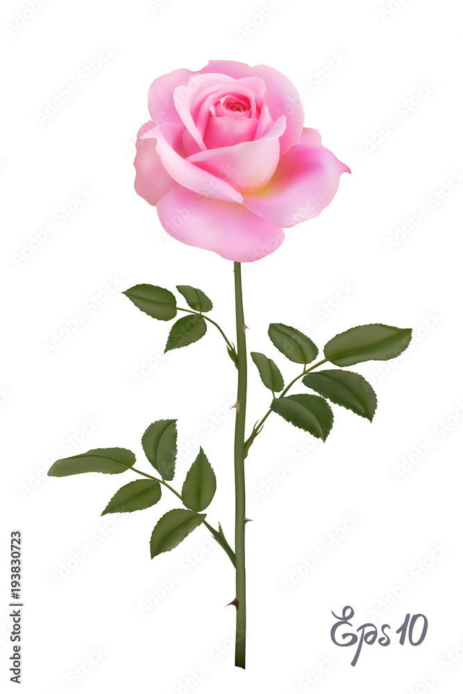 Fototapeta premium Beautiful pink rose Isolated on white background.
