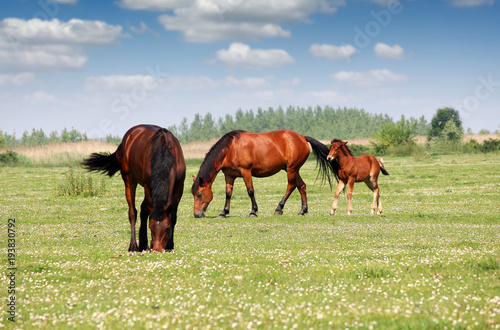 two horses and foal in pasture