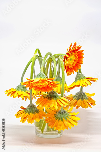 Valokuva Drooping daisies in vase