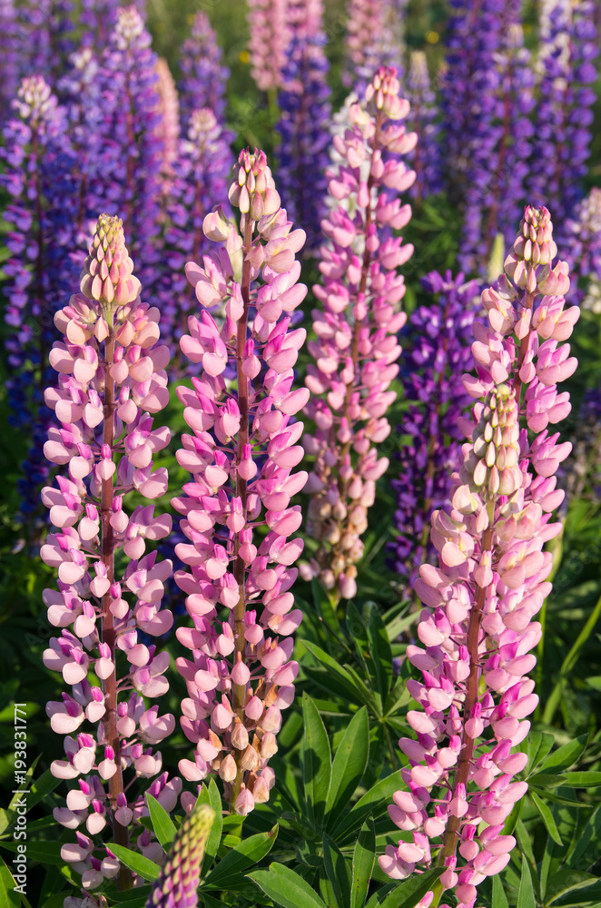 Bright Pink and Purple Lupines Bright Pink and Purple Lupines
