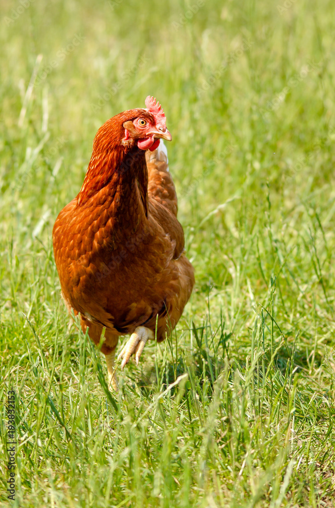Fototapeta premium Hühnerhof - braunes Huhn läuft auf einer Hühnerweide