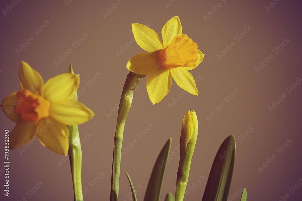 Naklejka premium Two beautiful yellow daffodils on a gray wall background