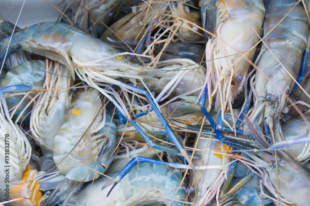 Close up of Fresh prawn or shrimp