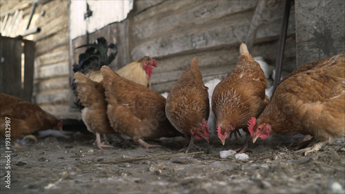 Hens in the hen house. Chickens on the farm. The hens in the barn 