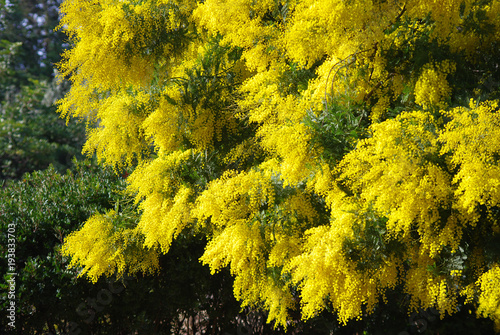 Blossoming mimosa tree in springtime