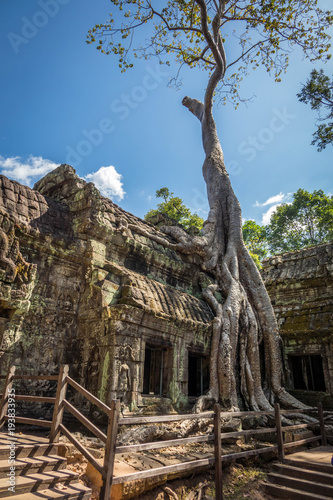 angkor tree 1