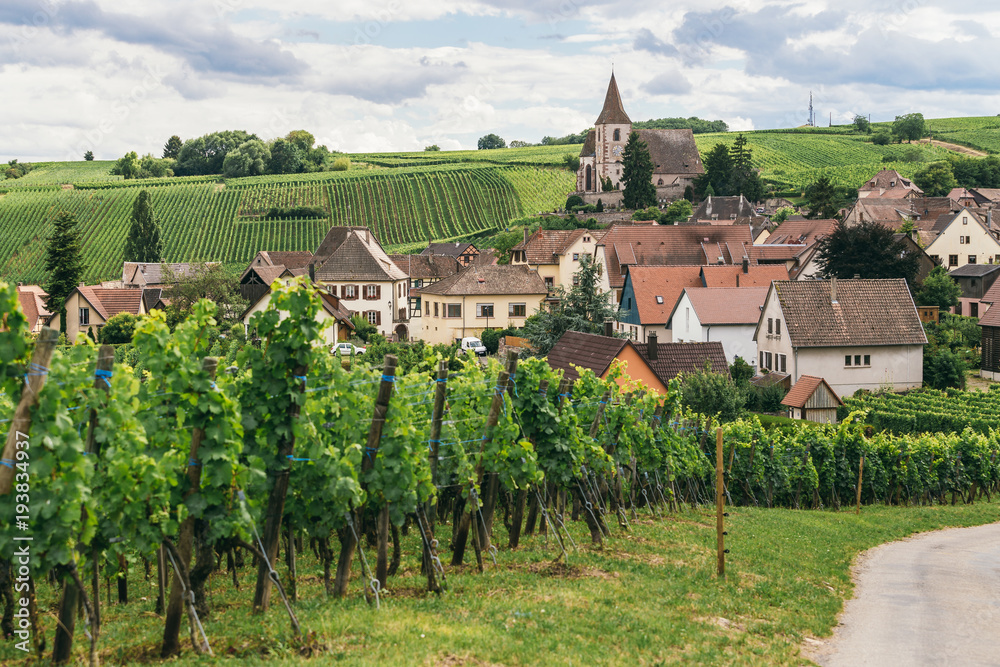grape fields in Burgundy