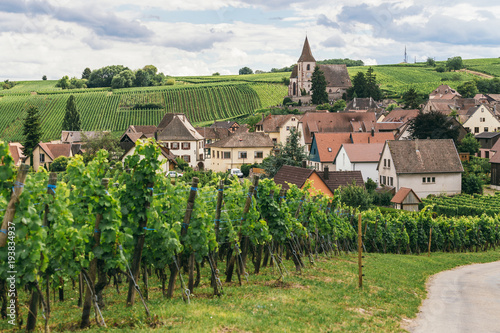 grape fields in Burgundy photo