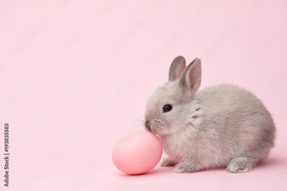 Obraz premium Easter bunny rabbit with pink painted egg on pink background. Easter holiday concept.