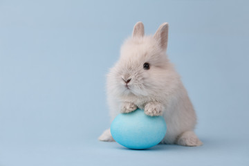 Easter bunny rabbit with blue painted egg on blue background. Easter holiday concept.
