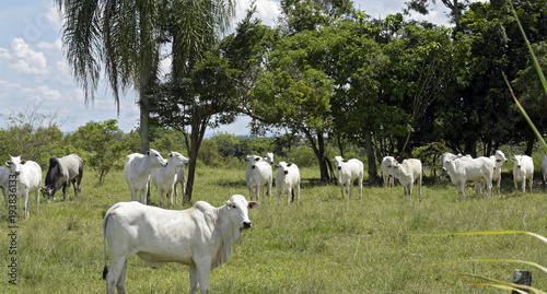 Nellore cattle steers on green pasture photo