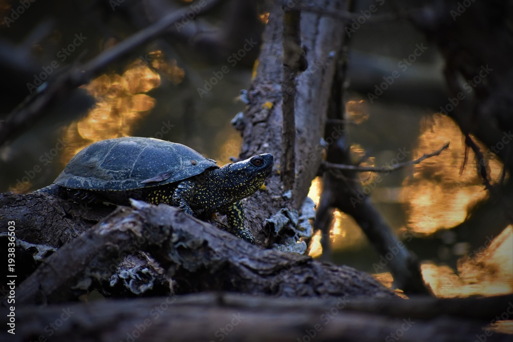 European pond turtle (emys orbicularis) European pond turtle (emys orbicularis)