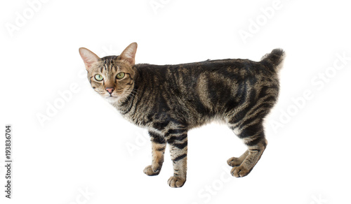 Thai american shorthair bobtail cat staring at stranger. photo