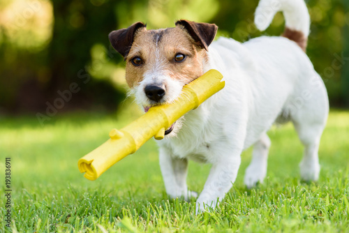 Fototapeta Naklejka Na Ścianę i Meble -  Funny pet dog playing with yellow stick toy at back yard