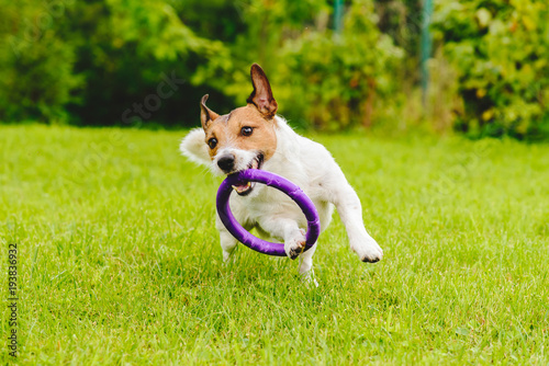 Fototapeta Naklejka Na Ścianę i Meble -  Adorable pet dog playing with toy at green grass lawn at back yard