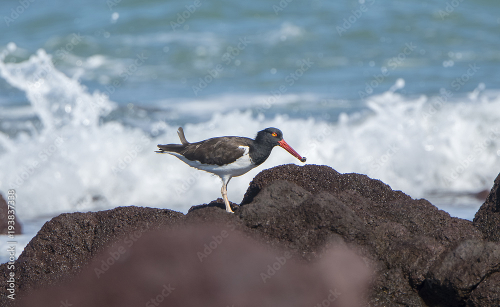 American Oystercatcher (Haematopus palliatus) Hunting on the Rocky Shoreline of the Ocean in Mexico