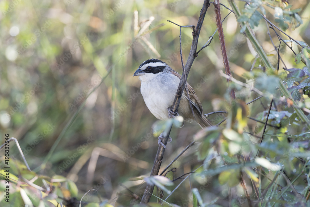 Stripe-headed Sparrow (Peucaea ruficauda) in Brush in Mexico Stripe-headed Sparrow (Peucaea ruficauda) in Brush in Mexico