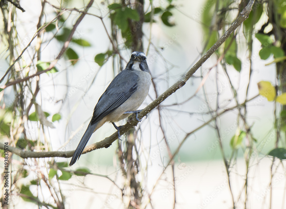 Grayish Saltator (Saltator coerulescens) Perched in a Tree in Mexico Grayish Saltator (Saltator coerulescens) Perched in a Tree in Mexico