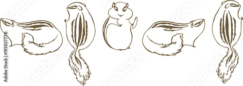 Funny and plump chipmunks. Striped proteins
