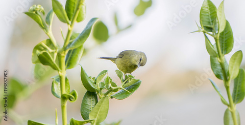 Orange-crowned Warbler (Vermivora celata) Perched on Leaves in Mexico photo