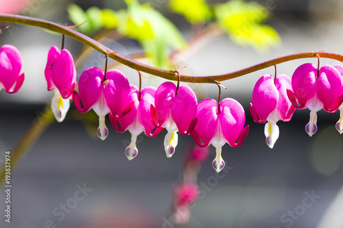 Picturesque pink flower of  Dicentra  (a broken heart, heart Jeannette , bleeding heart) blooms in garden. photo