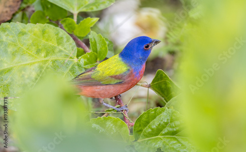 Male Painted Bunting (Passerina ciris) in Leaves in Mexico